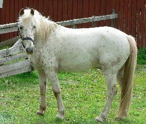 Koń, Zagroda, Siwy