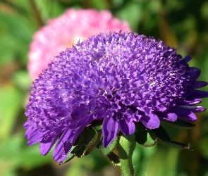 Przyroda, Aster, Kwiat