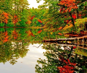 Las, Jesień, Jezioro