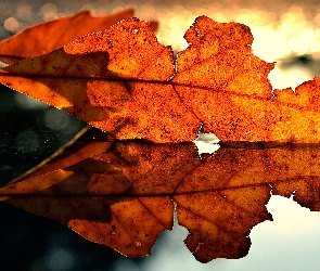 Bokeh, Odbicie, Jesienny, Liść