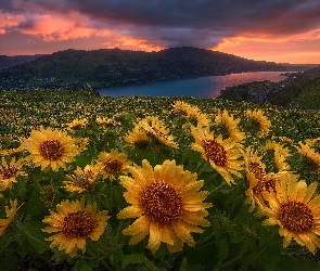 Słońca, Zachód, Balsamorhiza, Kwiaty, Jezioro, Góry