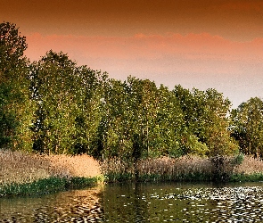 Jezioro, Drzewa, Trzciny
