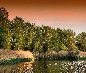 Trzciny, Drzewa, Jezioro