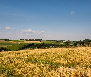 Łąki, Zboże, Pola