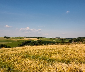 Pola, Zboże, Łąki