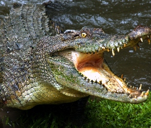 Krokodyl, Zęby, Paszcza