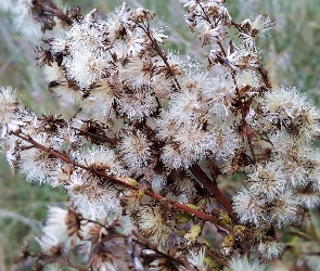 Polne, Rośliny, Przekwitające
