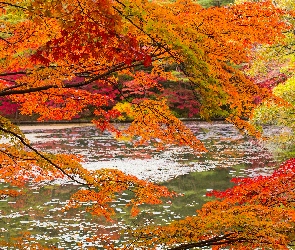 Rzeka, Drzew, Gałęzie, Jesienią
