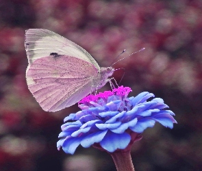 Bielinek, Kwiat, Motyl