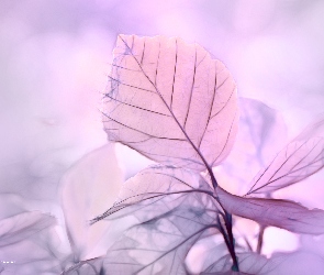 Liście, Fractalius, Fioletowe