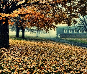Drzewa, Mgła, Jesień, Dom