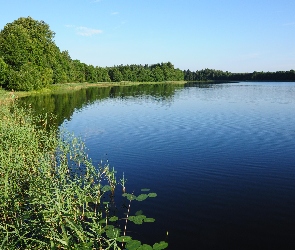Jezioro, Rośliny