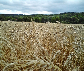 łąka, Zboże, Lato