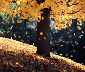 Jesień, Liście, Drzewo