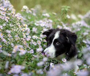 Pies, Kwiaty, Łąka