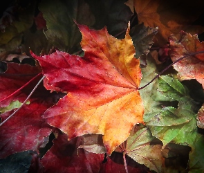 Jesień, Klonu, Liście, Kolorowe