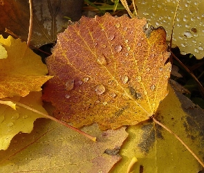 Deszczu, Krople, Kolorowe, Liście