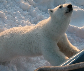 Zoo, Śnieg, Niedźwiedź, Polarny