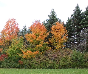 Drzewa, Park, Liście, Kolorowe, Jesienne