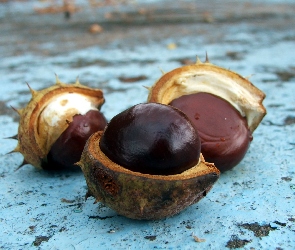Kasztany