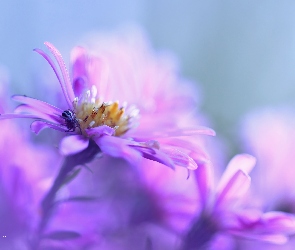 Aster, Pająk, Kwiat, Fioletowy