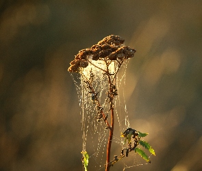 Pajęczynki, Jesień, Wrotycz
