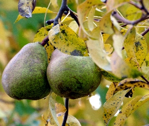 Gruszki, Liście