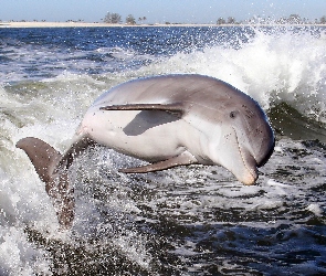 Morze, Delfin