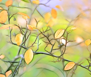 Liście, Fractalius