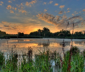 Jezioro, Drzewa, Trawy, Zachód słońca