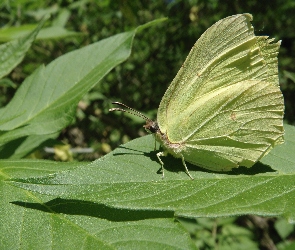 Liść, Latolistek cytrynek, Owad, Motyl