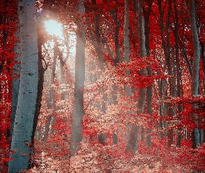 Las, Drzewa, Słońca, Liście, Promienie, Czerwone