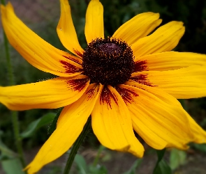 Żółta, Rudbekia