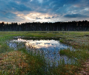 Las, Rośliny, Bagno