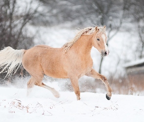 Koń, Śnieg, Zima