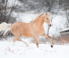Zima, Śnieg, Koń