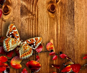 Jesień, Motyl, Liście, Deski