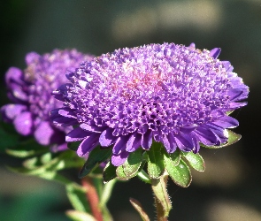 Kwiat, Aster, Przyroda