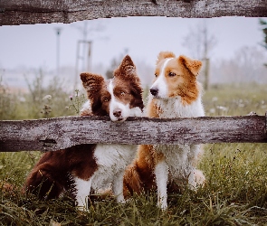 Mgła, Poranek, Border Collie, Psy, Ogrodzenie, Łąka