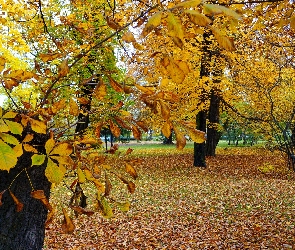 Park, Kasztanowiec, Drzewa, Pień, Jesień