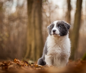 Szczeniak, Pies, Tło, Collie, Las, Rozmyte, Border