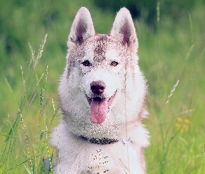 Pies, Łąka, Husky, Siberian