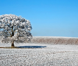 Niebieski, Drzewo, Pagórek, Śnieg
