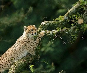 Gepard, Drzewo