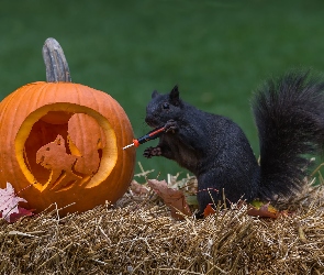 Czarna, Halloween, Dynia, Wiewiórka