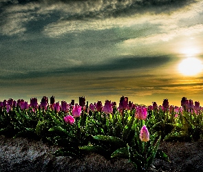 Słońca, Zachód, Plantacja, Tulipanów