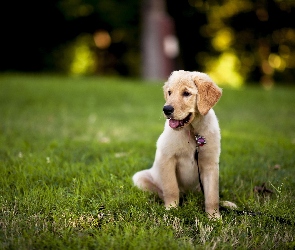 Szczeniak, Smycz, Golden Retriever