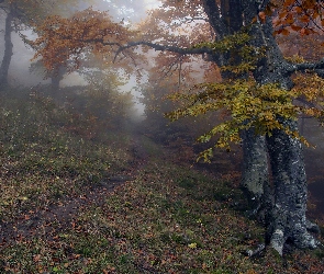 Las, Jesień, Ścieżka, Mgła, Drzewa