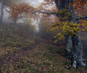 Drzewa, Jesień, Mgła, Ścieżka, Las