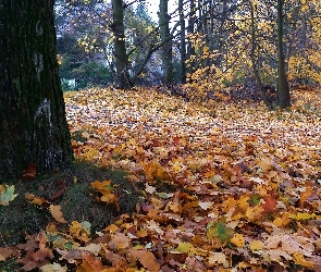 Klonu, Liście, Jesień, Kolorowe